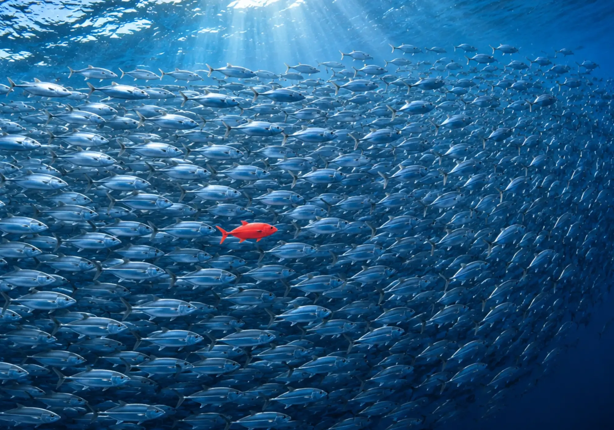 A single bright red fish standing out from a large school of identical silver fish